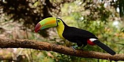 Belize Cave Tubing and Zipline