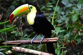 Belize Zipline and Belize Zoo