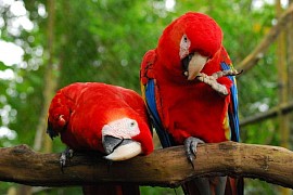 Xunantunich Mayan Ruins and Belize Zoo