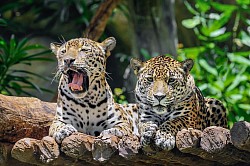 Xunantunich Mayan Ruins and Belize Zoo